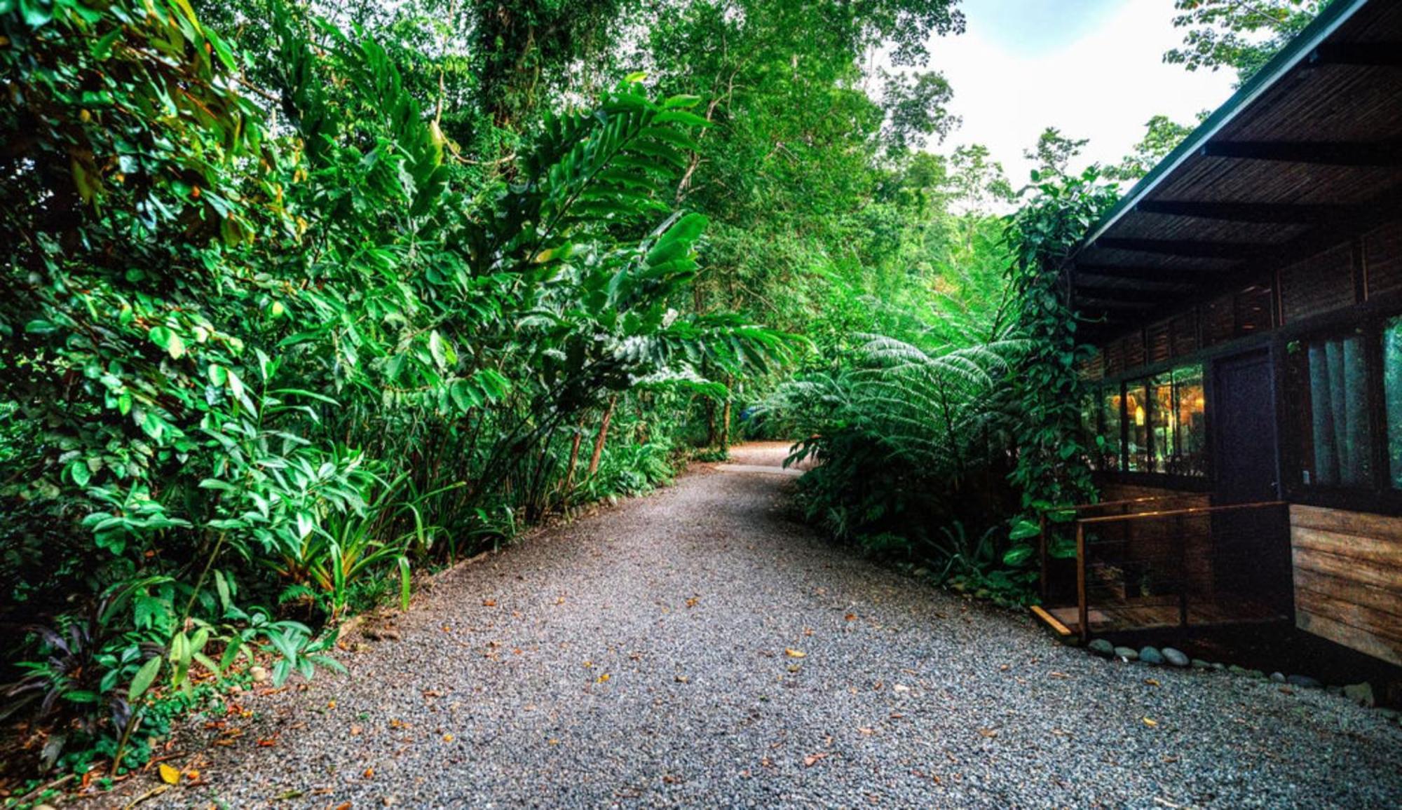 La Shamana - Ecological Concept In Jungle