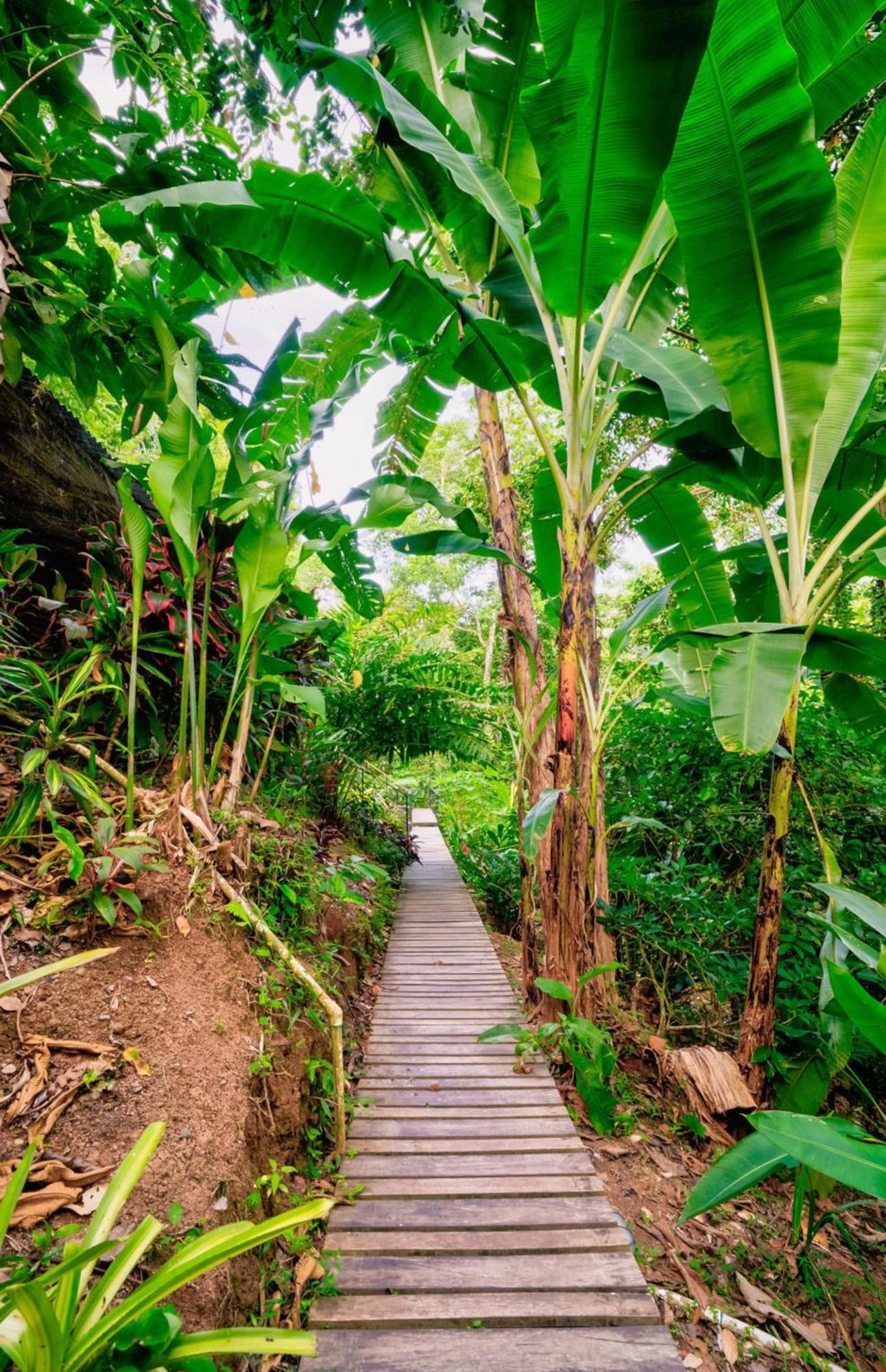 Lodge La Shamana - Ecological Concept In Jungle *