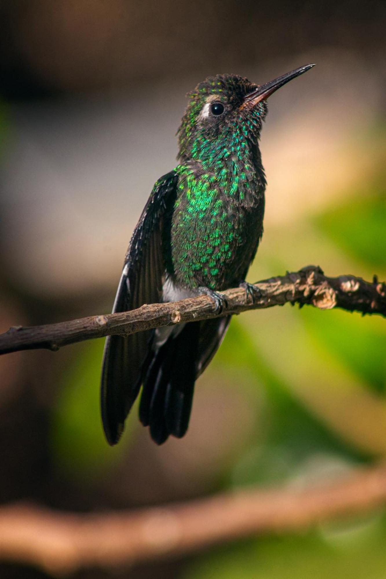 La Shamana - Ecological Concept In Jungle Lodge *